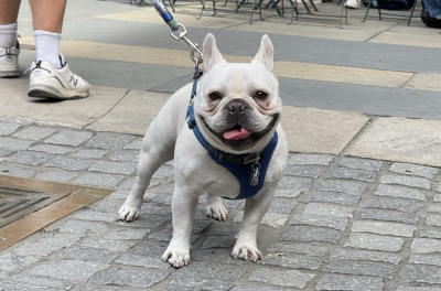 /assets/uploads/images/general/Dog_Parade_2022-09-24_Staff-Photo_2.png