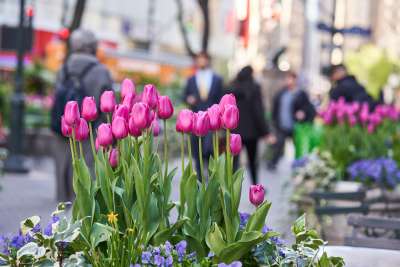 Tulips with people walking through Greeley Square in the 34th Street district.