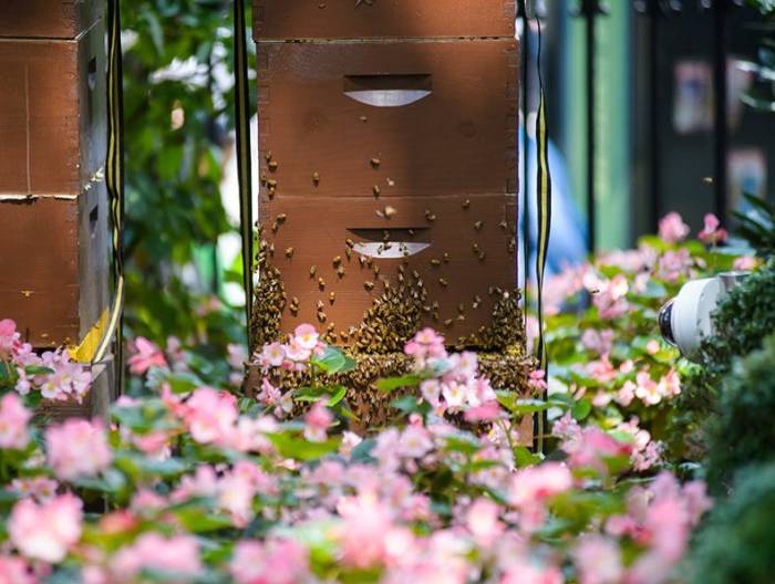 Beehive with bees surrounded by flowers