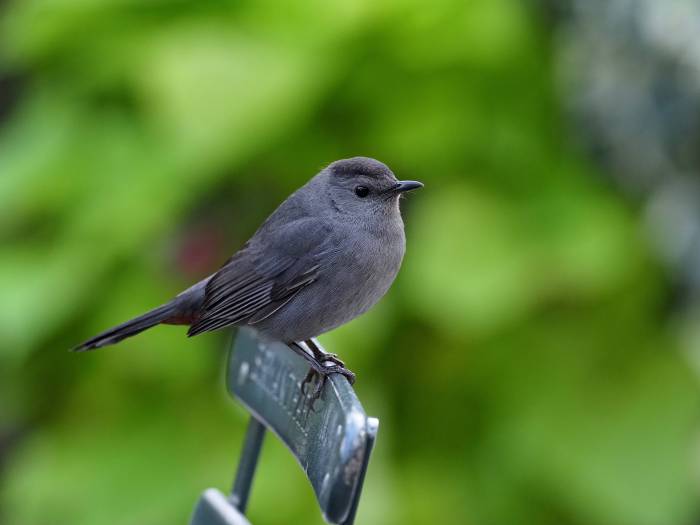 A catbird sits on a bistro chair in Bryant Park NYC.