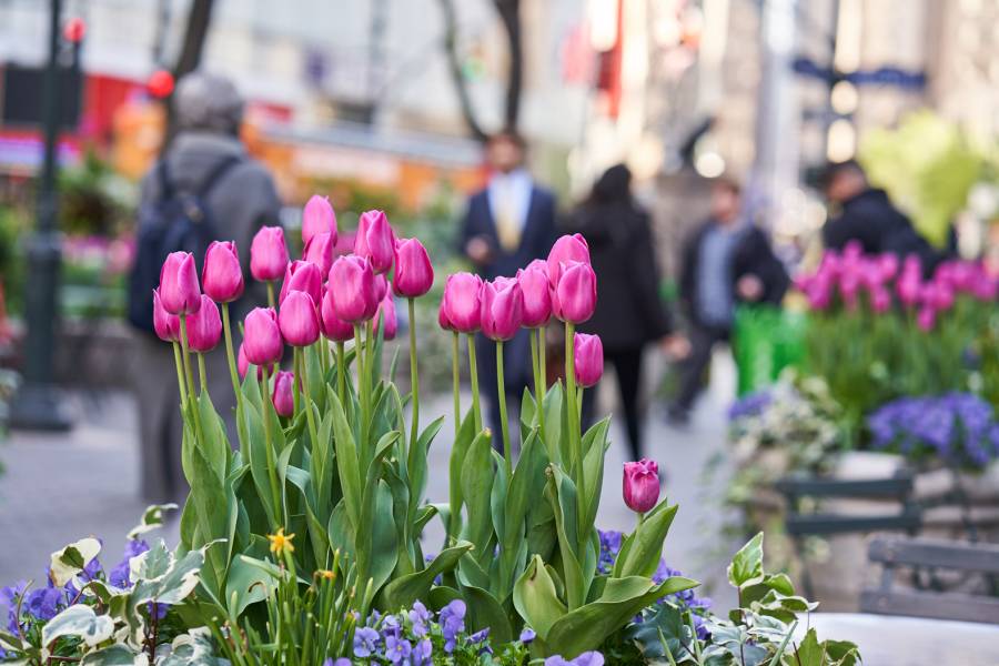 Tulips with people walking through Greeley Square in the 34th Street district.